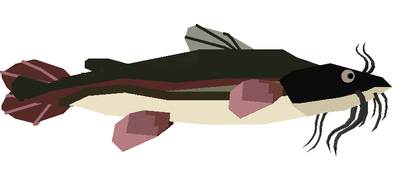 Catfish