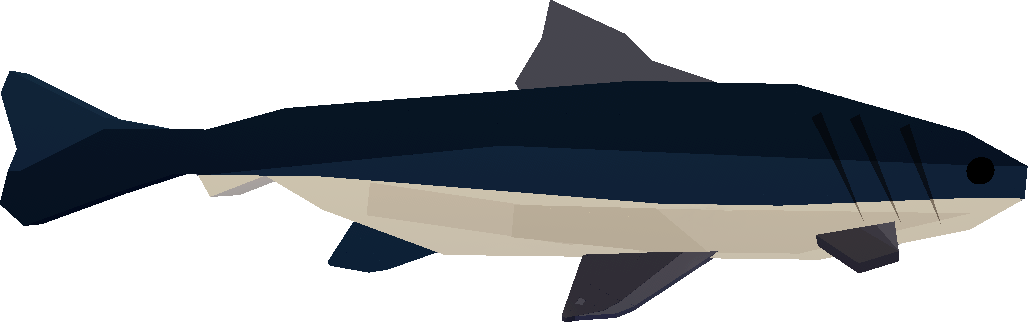Cobia
