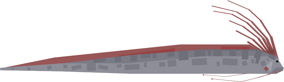 Oarfish